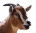 una cabra, el logo de Cámara Majorero
